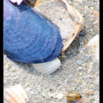 brouk na pláži....zdrhá před přílivem