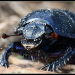 Chrobák těžkooděnec