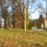 Pavouček