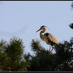 Krasavice na borovici