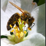 V jabloňovém květu