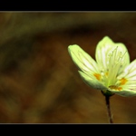 Dokonalosť prírody