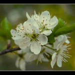 Na začiatku bol kvet...