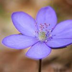 Jaterník podléška