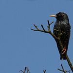 Pozorovatel