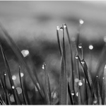Kapky rosy III