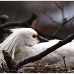 Ještě pár pní.....