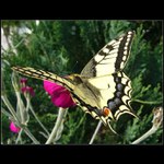 Otakárek fenyklový