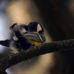 podvecer pod kridlem