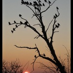 Brkoslavové při západu