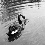 Dyž nemáš rohlík, neruš mé kruhy