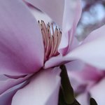 Rozvijej se poupatko ;)