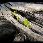 Svět jednoho pražce