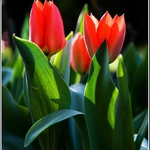 Včera to byla ještě poupata.