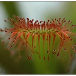 .. čekání na mušku ...