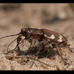 jeden na chvíli nesvižný svižník