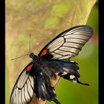 kapku pomuchlaný krasavec