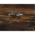 Ja chcéééééém pusu !!!!