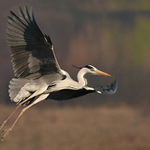 Volavka popelavá (Ardea cinerea)