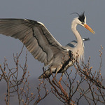 Volavka popelavá (Ardea cinerea)