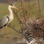 Volavka popelavá (Ardea cinerea)