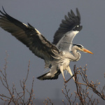 Volavka popelavá (Ardea cinerea)