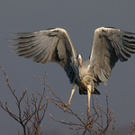 Volavka popelavá (Ardea cinerea)
