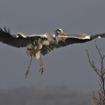 Volavka popelavá (Ardea cinerea)