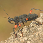 Zákeřnice (Platymeris biguttata)