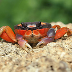 krab (Cardiosoma armatum)