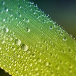 ***Kouzlení rosy***