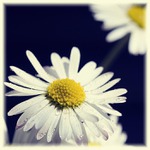 ***Něha sedmikrásky***