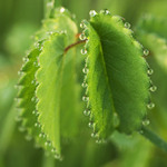 KORÁLKOVÉ MÁMENÍ