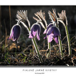 Fialové jarné kvietky