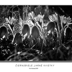 Čiernobiele jarné kvietky
