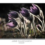 Jarné fialové kvietky