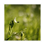 dobré ráno, louko !