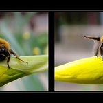 když se cvičí , pak to fičí