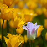 presilovka