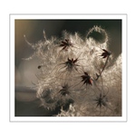 Veľkonočný baranček