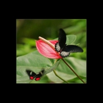 Motýlí svet Fatamorgána 09