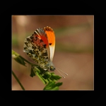 Mlynárik žeruchový (Anthocharis cardamines L)