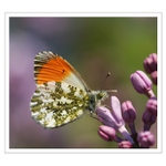 Mlynárik žeruchový (Anthocharis cardamines L) II