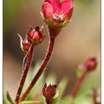 skalničkový kvítek