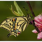 otakárek 2 hodiny po vylíhnutí