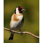 No ja,čekáme rodinu