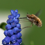 mlsání na modřenci :)