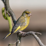 pan Zvonek na toaletě :)