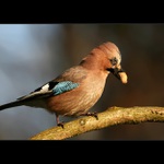 Vyšňořený loupežník