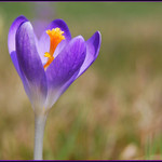 ... Šafrán jarní (Crocus vernus) ...